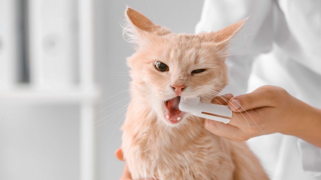 Cepillo De Dientes Para Gatos Cepillo De Dientes Para Gatos